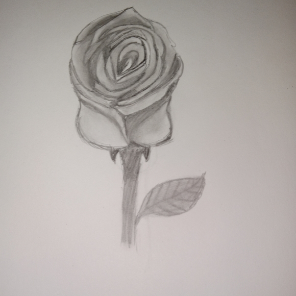 Hand Drawn rose sketch - Picture 2 of 3